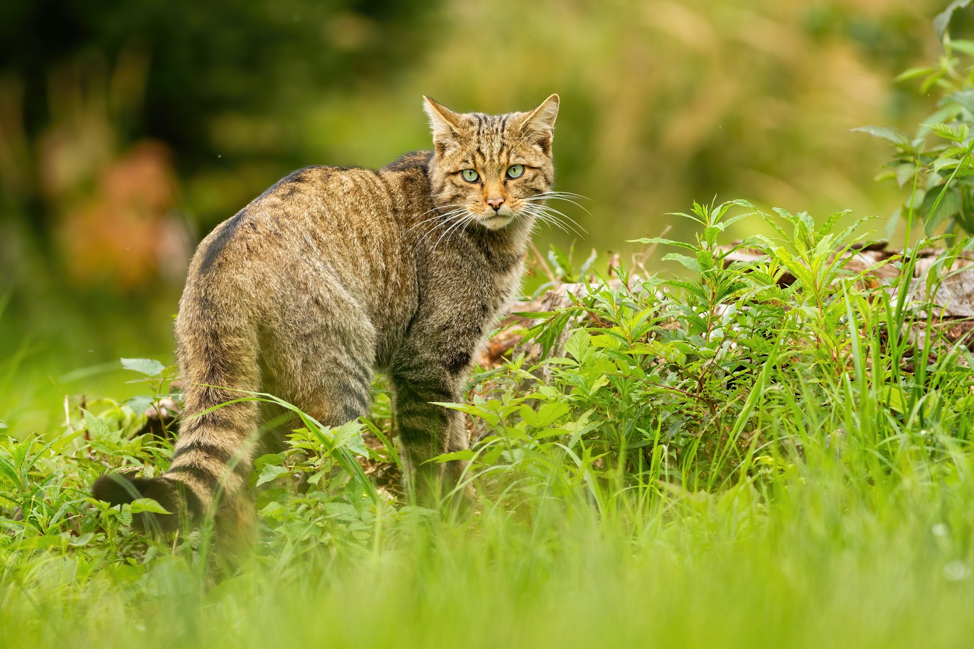 European wildcat with black stripes on tail looking behind over shoulder in summer