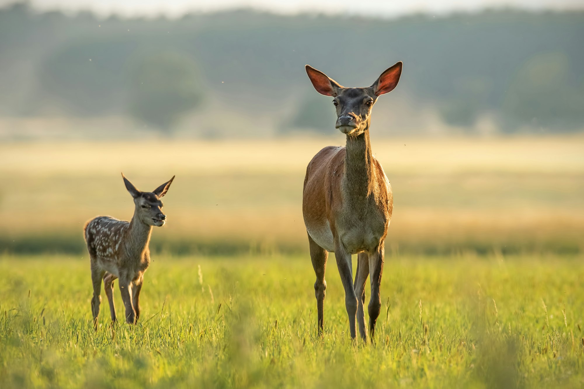 Red deer hind with calf walking at sunset